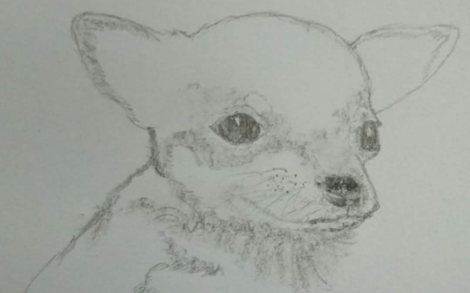 Puppy