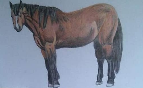 Horse Study