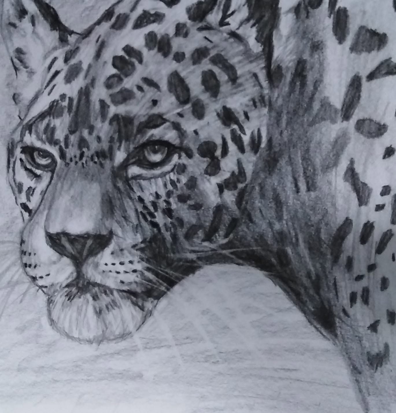 Jaguar Portrait